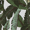 Color: Banana Palms
